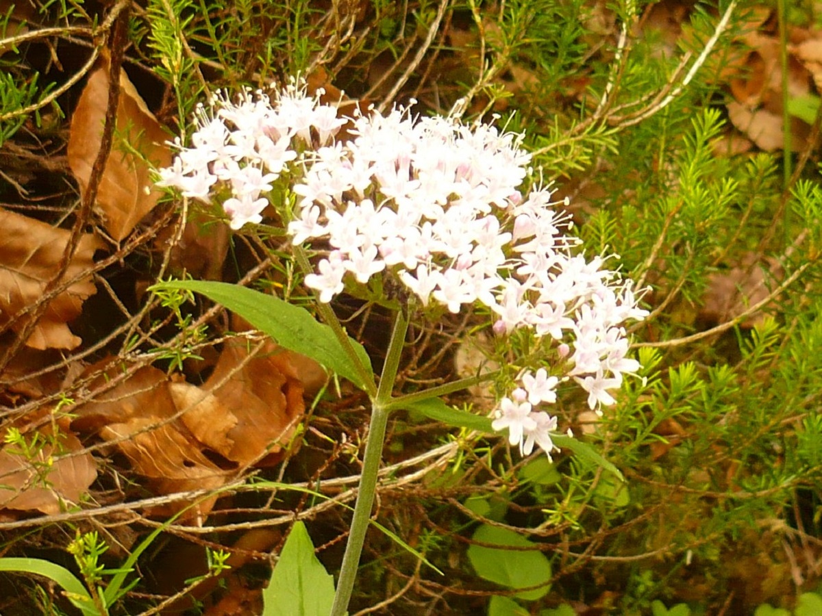 Valeriana montana (Caprifoliaceae)
